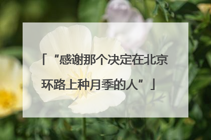 “感谢那个决定在北京环路上种月季的人”