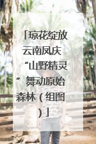 琼花绽放 云南凤庆“山野精灵”舞动原始森林（组图）