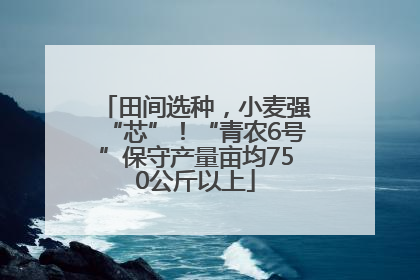 田间选种，小麦强“芯”！“青农6号”保守产量亩均750公斤以上