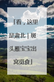 看，这里是肃北｜斑头雁宝宝出窝觅食