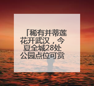 稀有并蒂莲花开武汉，今夏全城28处公园点位可赏荷