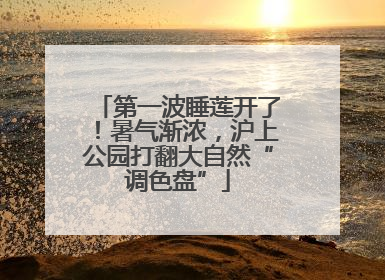 第一波睡莲开了！暑气渐浓，沪上公园打翻大自然“调色盘”
