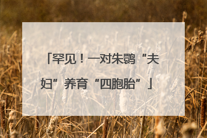 罕见！一对朱鹮“夫妇”养育“四胞胎”
