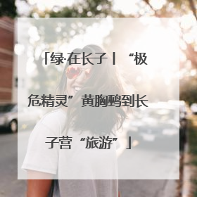 绿·在长子丨“极危精灵”黄胸鹀到长子营“旅游”