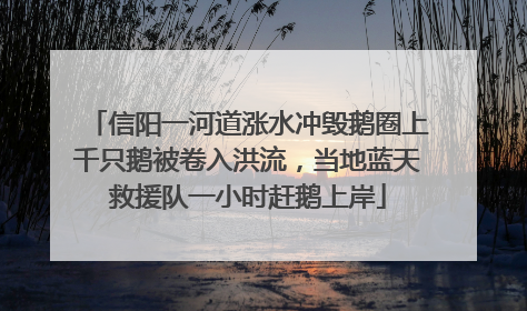 信阳一河道涨水冲毁鹅圈上千只鹅被卷入洪流，当地蓝天救援队一小时赶鹅上岸