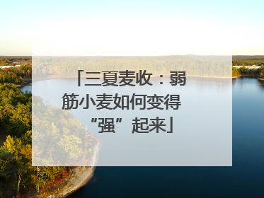 三夏麦收：弱筋小麦如何变得“强”起来
