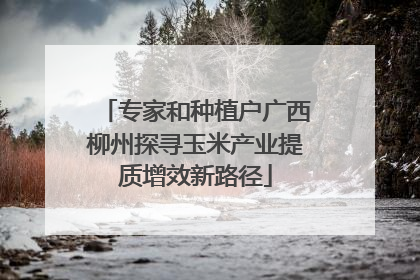 专家和种植户广西柳州探寻玉米产业提质增效新路径