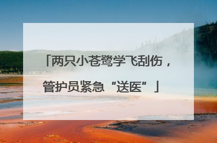 两只小苍鹭学飞刮伤，管护员紧急“送医”