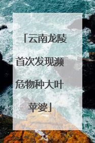 云南龙陵首次发现濒危物种大叶苹婆