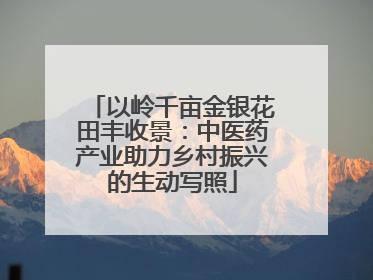 以岭千亩金银花田丰收景：中医药产业助力乡村振兴的生动写照