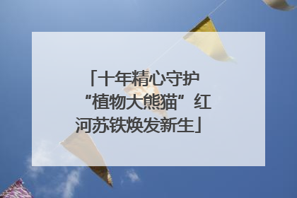 十年精心守护 “植物大熊猫”红河苏铁焕发新生