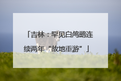 吉林：罕见白鸬鹚连续两年“故地重游”