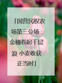 国营民权农场第三分场：金穗卷起千层浪 小麦收获正当时