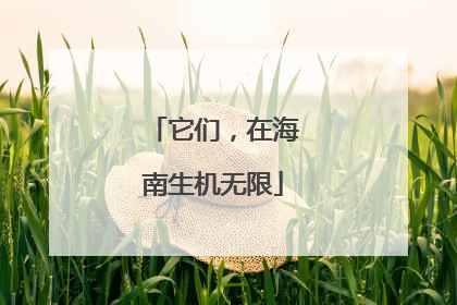 它们，在海南生机无限
