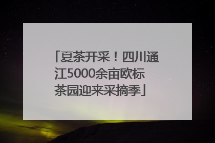 夏茶开采！四川通江5000余亩欧标茶园迎来采摘季