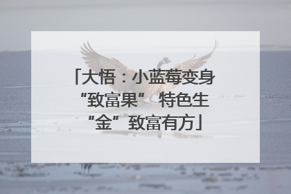 大悟：小蓝莓变身“致富果” 特色生“金”致富有方