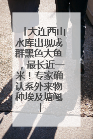 大连西山水库出现成群黑色大鱼，最长近一米！专家确认系外来物种埃及塘鲺