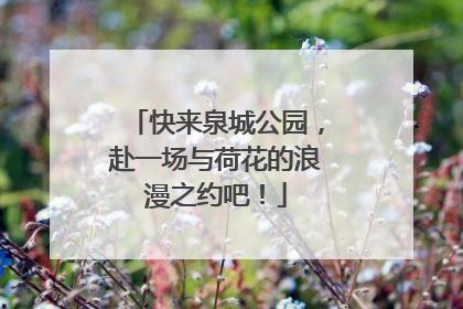 快来泉城公园，赴一场与荷花的浪漫之约吧！