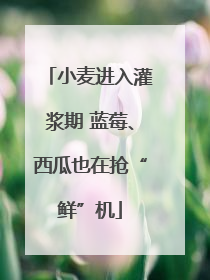 小麦进入灌浆期 蓝莓、西瓜也在抢“鲜”机