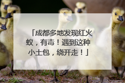 成都多地发现红火蚁，有毒！遇到这种小土包，绕开走！