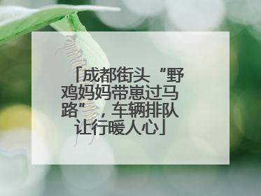 成都街头“野鸡妈妈带崽过马路”，车辆排队让行暖人心