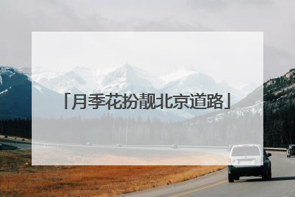 月季花扮靓北京道路