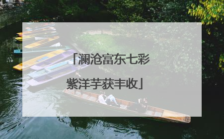 澜沧富东七彩紫洋芋获丰收
