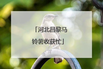 河北昌黎马铃薯收获忙