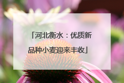 河北衡水：优质新品种小麦迎来丰收