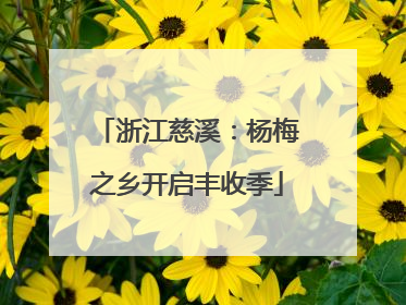 浙江慈溪：杨梅之乡开启丰收季