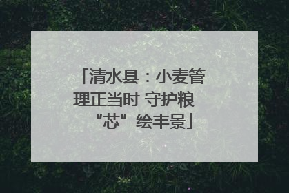 清水县：小麦管理正当时 守护粮“芯”绘丰景