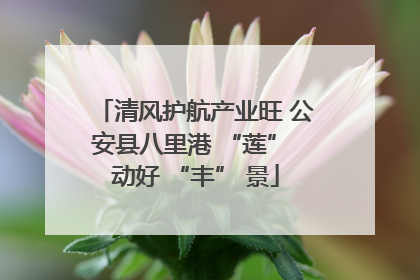 清风护航产业旺 公安县八里港 “莲” 动好 “丰” 景