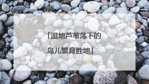 湿地芦苇荡下的鸟儿繁育胜地
