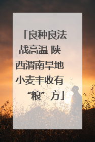 良种良法战高温 陕西渭南旱地小麦丰收有“粮”方
