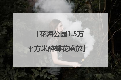 花海公园1.5万平方米醉蝶花盛放