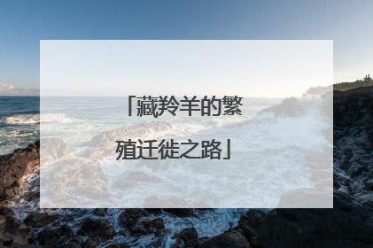藏羚羊的繁殖迁徙之路