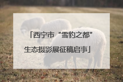 西宁市“雪豹之都”生态摄影展征稿启事