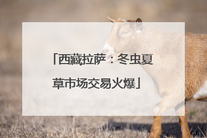 西藏拉萨：冬虫夏草市场交易火爆