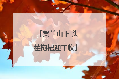 贺兰山下 头茬枸杞迎丰收