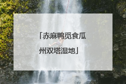 赤麻鸭觅食瓜州双塔湿地