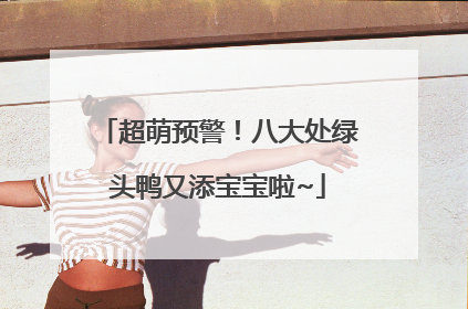 超萌预警！八大处绿头鸭又添宝宝啦~