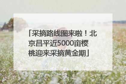 采摘路线图来啦！北京昌平近5000亩樱桃迎来采摘黄金期