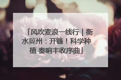 风吹麦浪一线行｜衡水冀州：开镰！科学种植 奏响丰收序曲