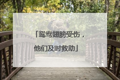 鸳鸯翅膀受伤，他们及时救助