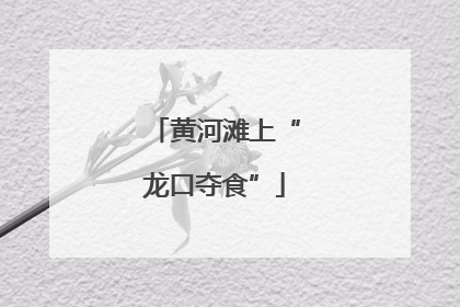 黄河滩上“龙口夺食”