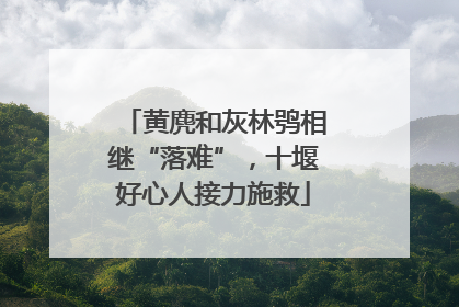 黄麂和灰林鸮相继“落难”，十堰好心人接力施救