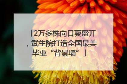 2万多株向日葵盛开，武生院打造全国最美毕业“背景墙”