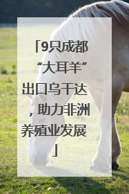 9只成都“大耳羊”出口乌干达，助力非洲养殖业发展