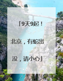 9天9起！北京，有蛇出没，请小心